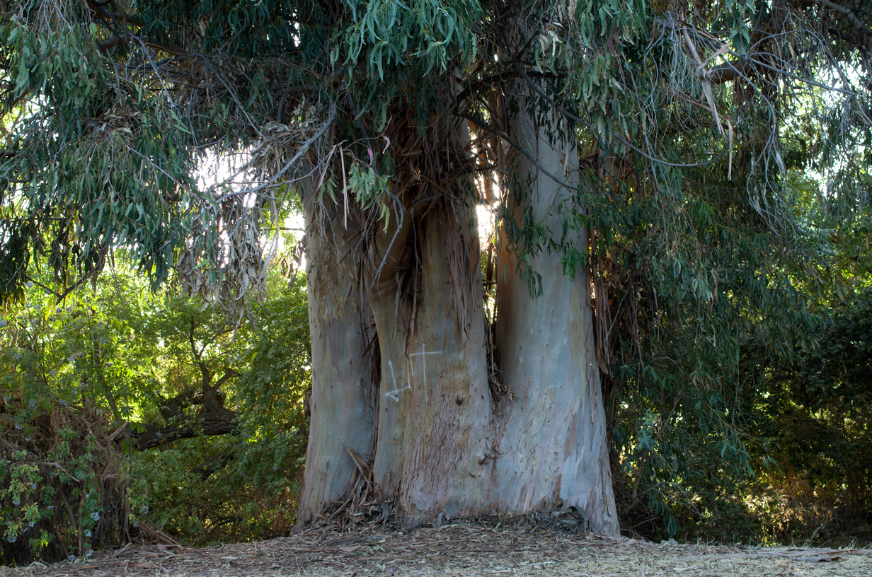 Big Eucalyptus