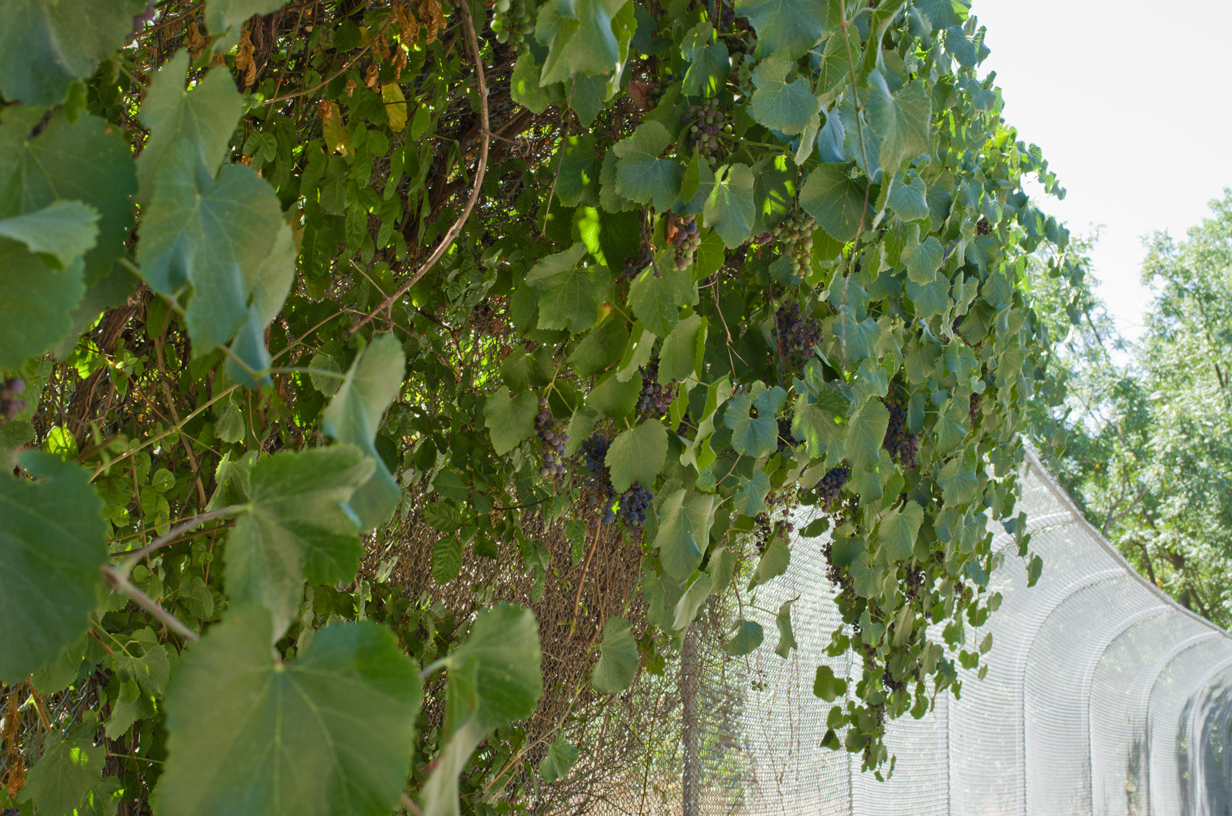 Grapes overhanging the trail