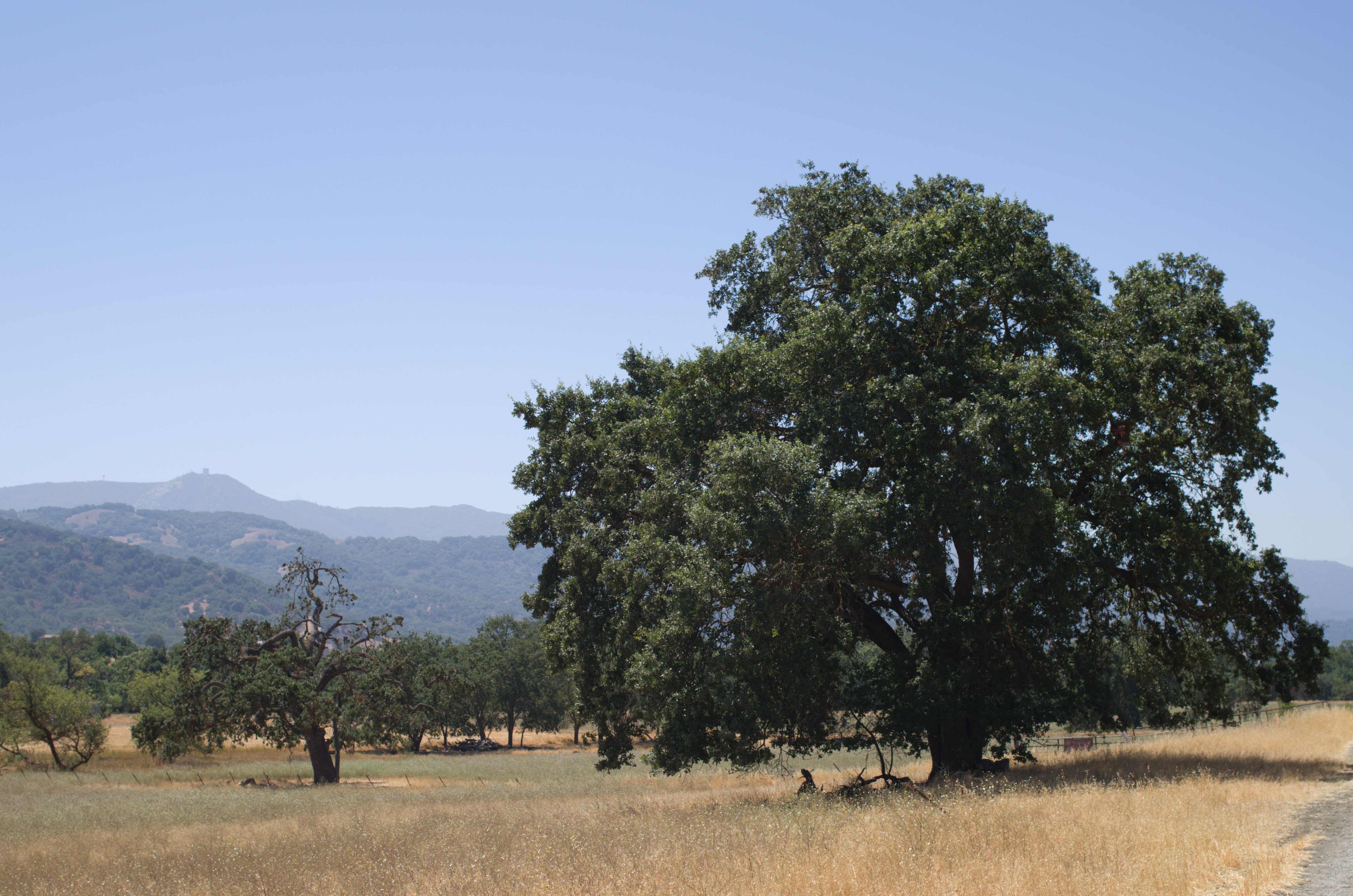 View to the west near Calero Creek