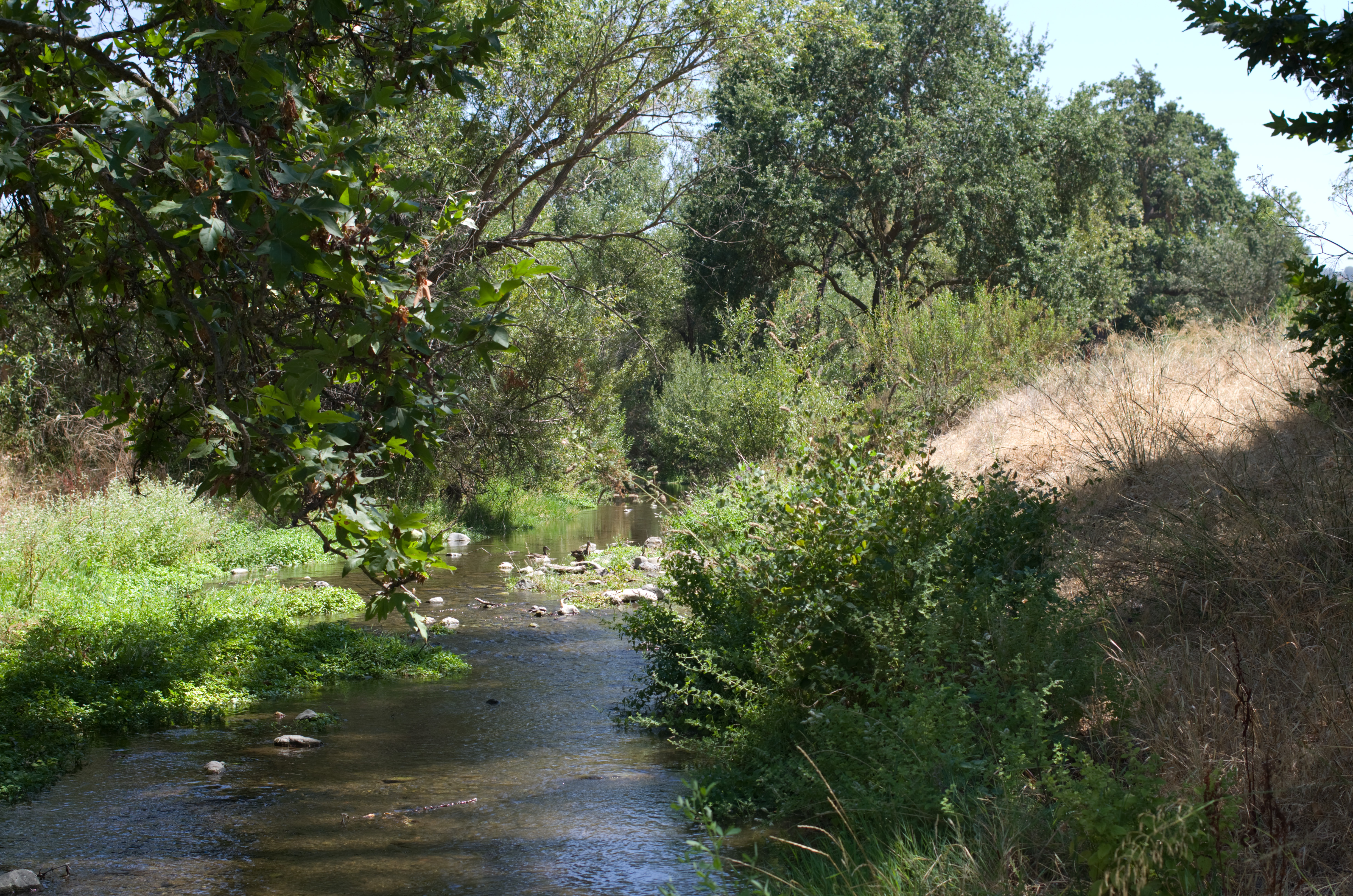 Alamitos Creek